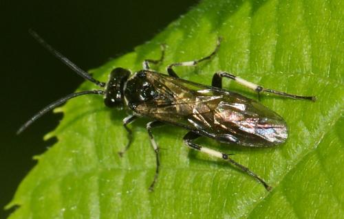 Réf. 197 134 : Macrophya (albicincta-alboannulata)